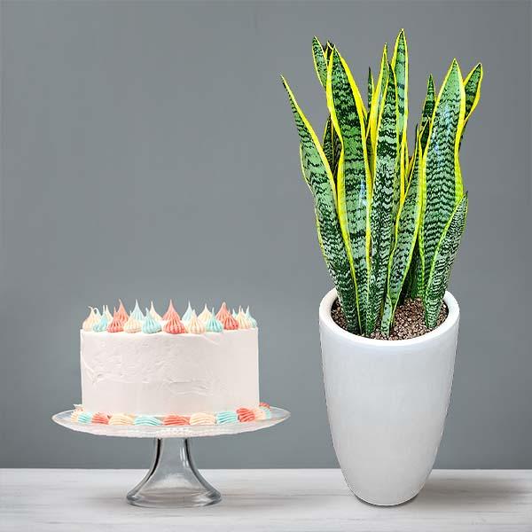 Snake Floor Plant (Sansevieria)+Cake product image