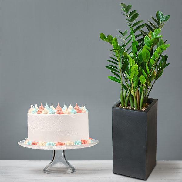 Zz Plant+Cake product image