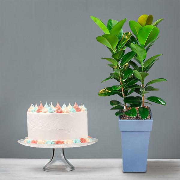 Green Rubber Tree+Cake product image