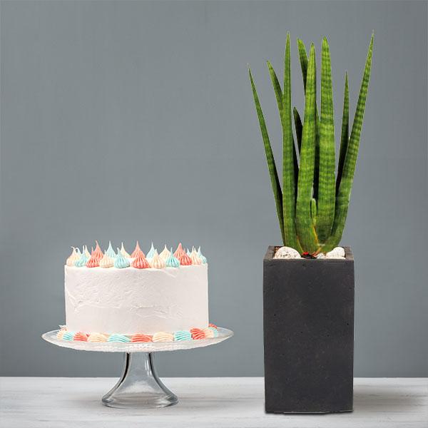 Sansevieria Stuckyi+Cake product image