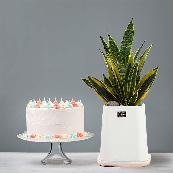Sansevieria Superba+Cake product image