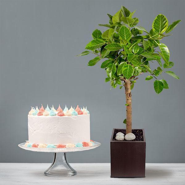 Banyan Tree+Cake product image