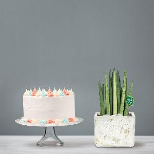 Table Sansevieria Stuckyi+Cake product image