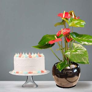 Vibrant Red Anthurium+Cake product image