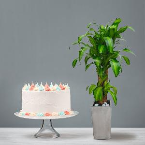 Happy Plant (M)+Cake product image