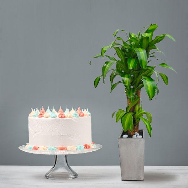 Happy Plant (M)+Cake product image