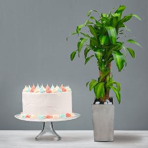 Happly Plant (L)+Cake product image