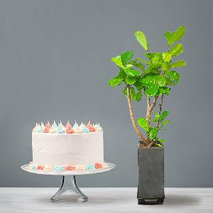 Fiddle-Leaf Fig Tree (M)+Cake product image