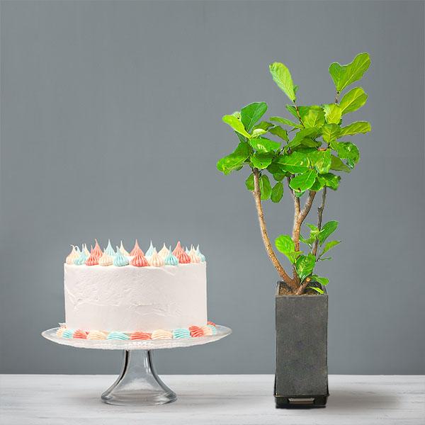 Fiddle-Leaf Fig Tree (M)+Cake product image