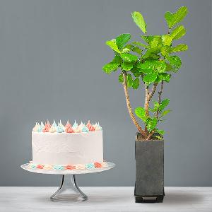 Fiddle-Leaf Fig Tree (L)+Cake product image