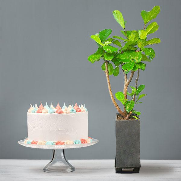 Fiddle-Leaf Fig Tree (L)+Cake product image