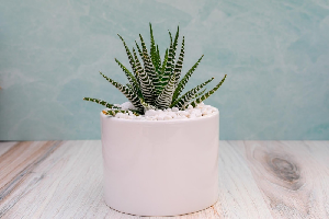 꽃집청년들 퀵2 product image