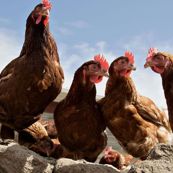 Chicken Test4 product image