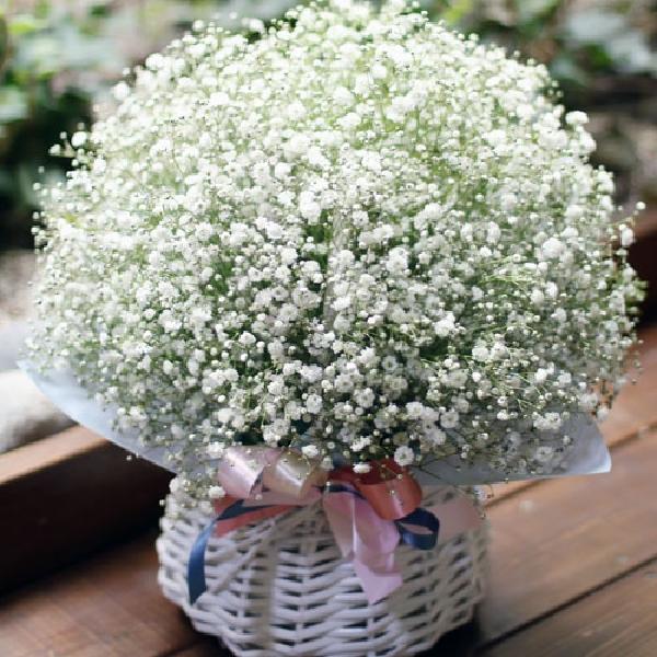 White Breeze item image