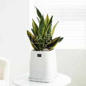 Sansevieria Superba product image