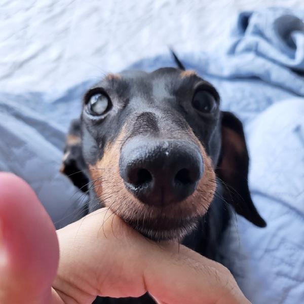 촉촉코 product image