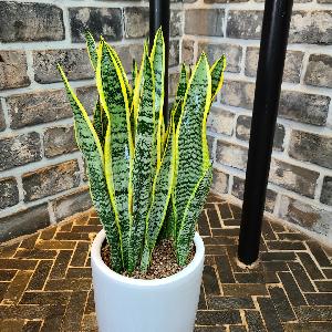 Snake Floor Plant (Sansevieria) product image