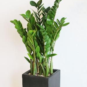 Zz Plant product image