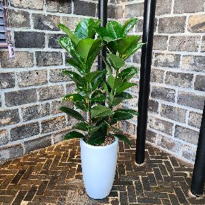 Green Rubber Tree product image