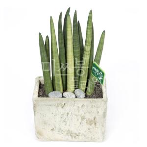 Table Sansevieria Stuckyi product image