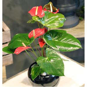 Vibrant Red Anthurium product image