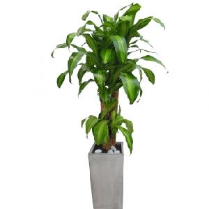 Happy Plant (M) product image