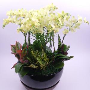 Grand Orchid product image