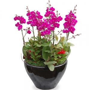 Radiant Joy Orchid product image