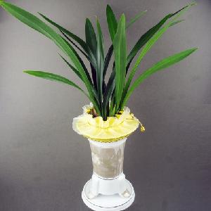 Great Orchid product image