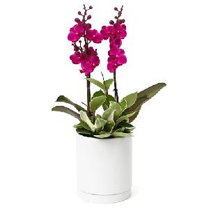 Orchid D product image