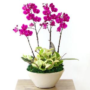 Orchid C product image