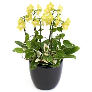 Yellow Mini Orchid C product image