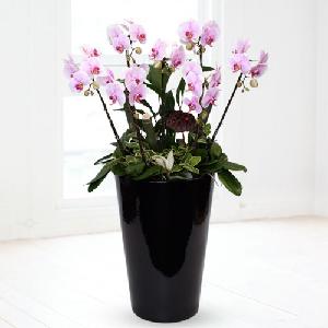 Tropical Orchid-Valentino product image