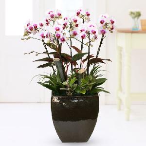 Tropical Orchid-Sakura product image