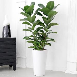 Green Rubber Tree B product image