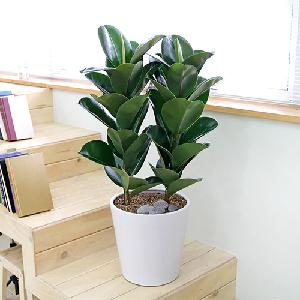 Green Rubber Tree D product image