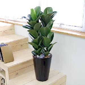 Green Rubber Tree E product image