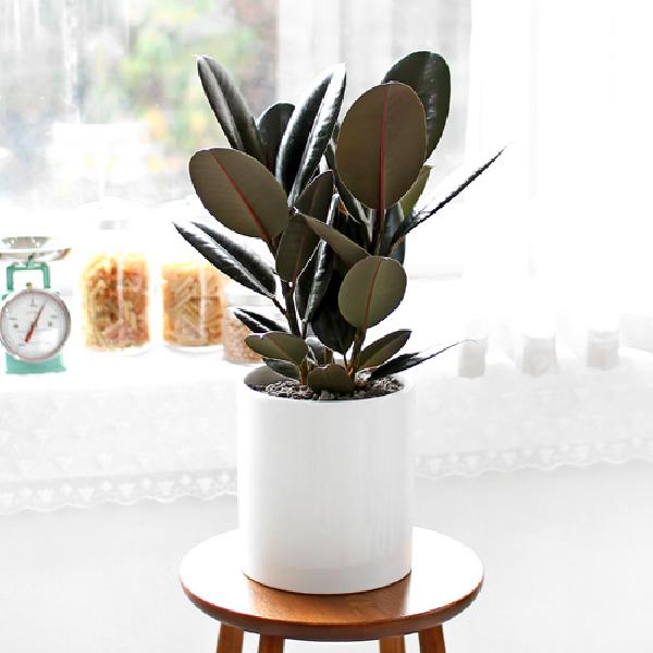 ゴムノキ_テーブル用 C item image