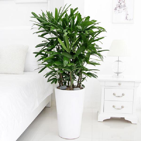 カンノンジュ A item image