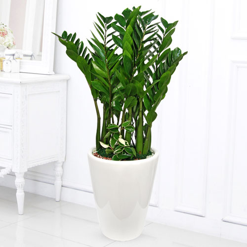 Zz Plant B product image