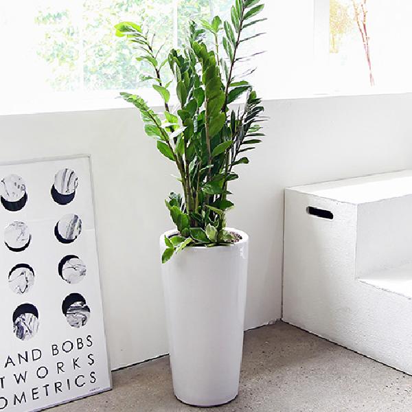 金銭樹 D item image