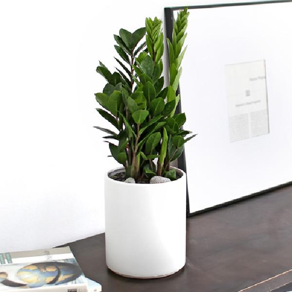 金銭樹_テーブル用 F item image