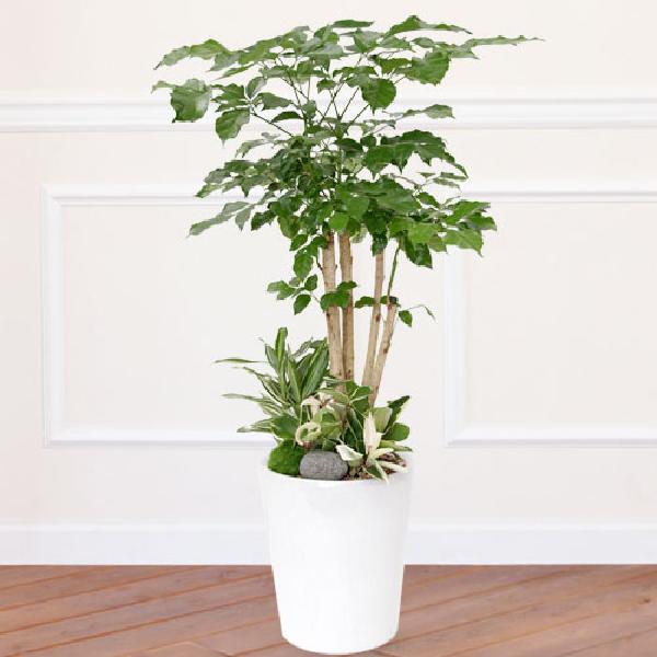 ノクボス A item image