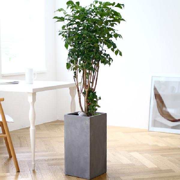 ノクボス C item image