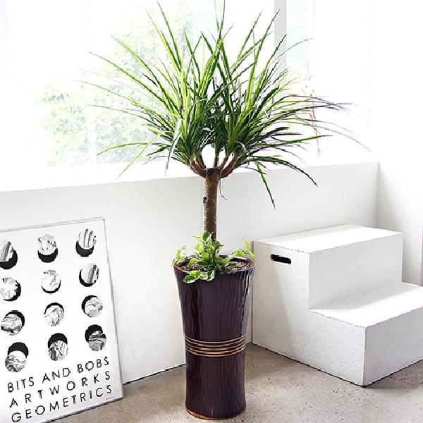 ドラコ C item image