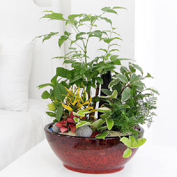 ディッシュガーデン A item image