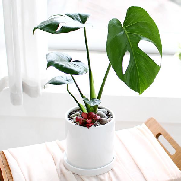 モンステラ_テーブル用 A item image