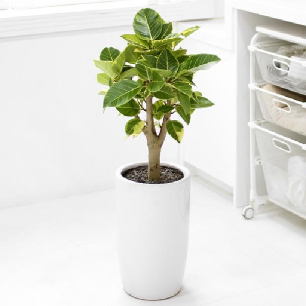 ベンガルゴムノキ A item image