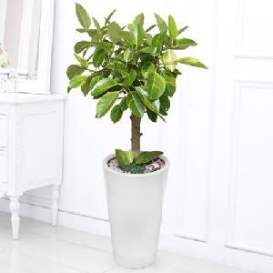 Bengal Rubber Tree B item image