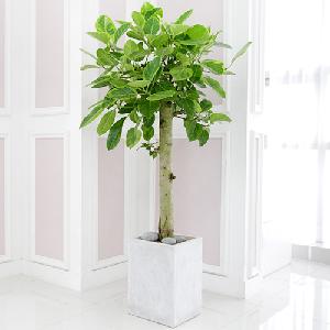 Bengal Rubber Tree D item image